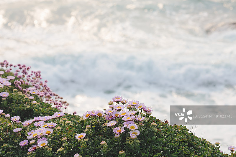 波尔泽斯海滩之上的海滨雏菊图片素材