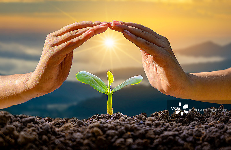 世界地球日：手中生长的小树苗，绿色背景，女性在自然田野草地森林中手捧树木，环保概念图片素材