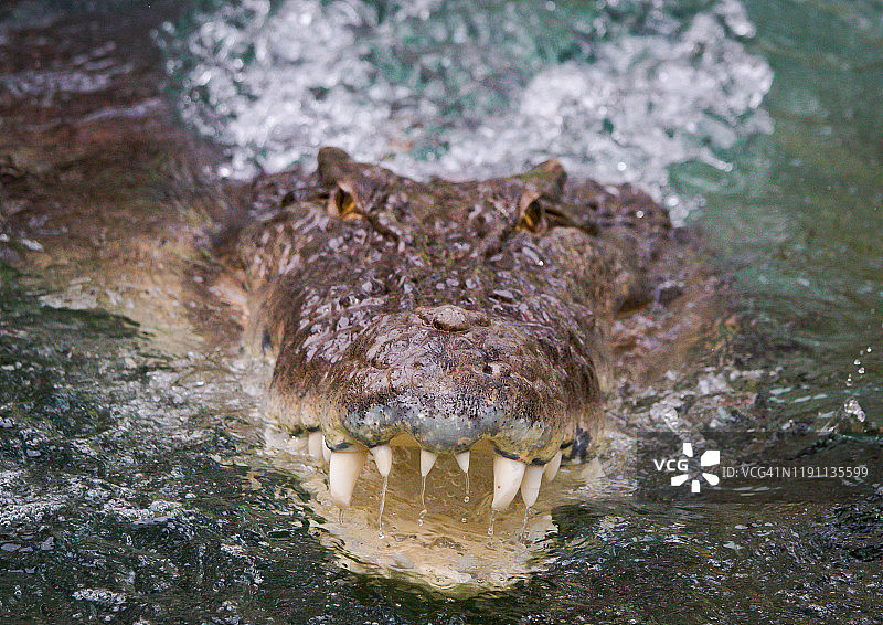 微笑的鳄鱼图片素材