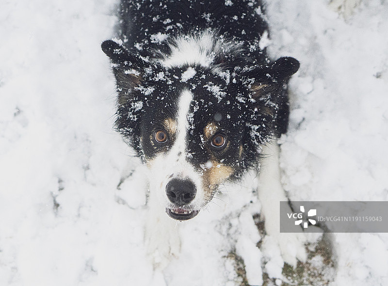 雪花飘落时坐着的边境牧羊犬图片素材