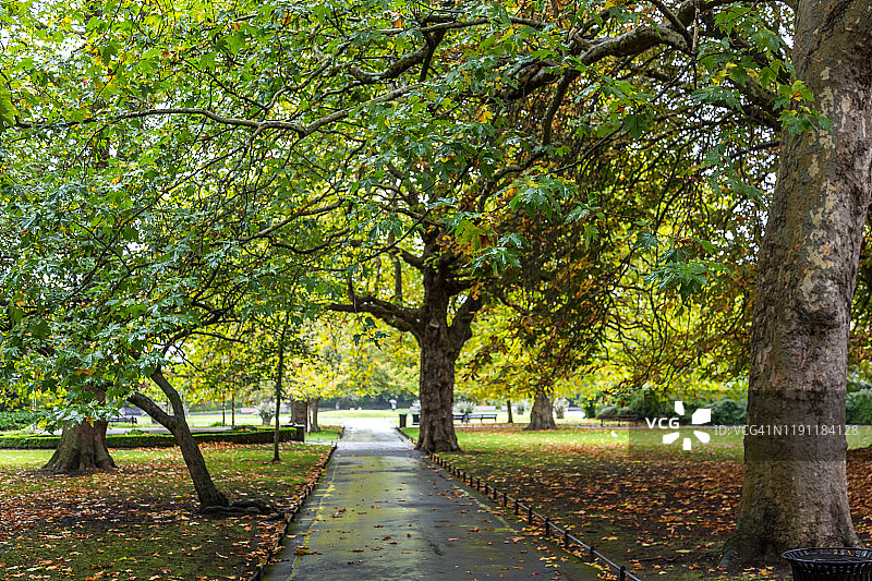 都柏林圣史蒂芬绿地中的梧桐树图片素材