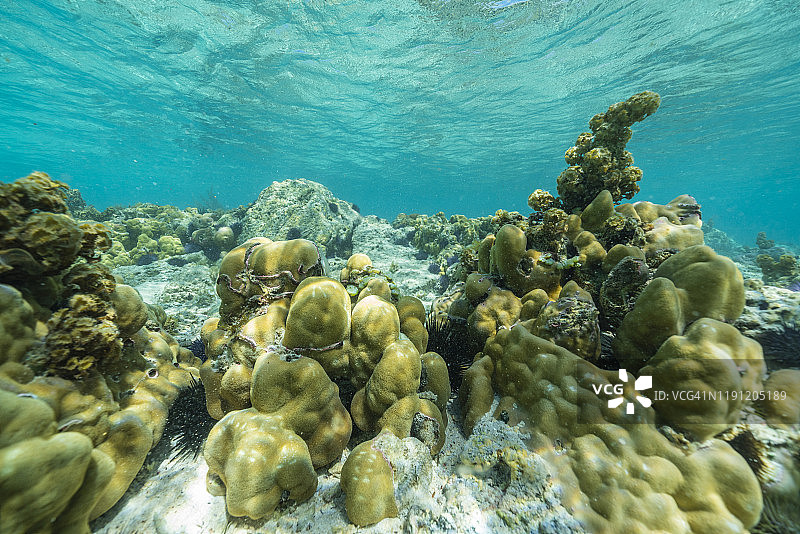 印度洋毛里求斯的热带珊瑚礁图片素材