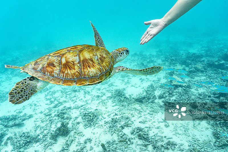 在水下向人手游来的海龟，毛里求斯图片素材