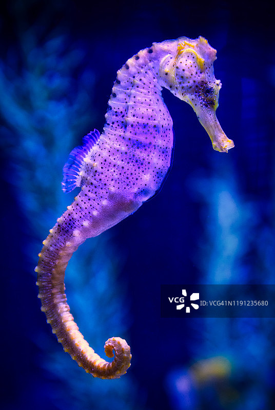 美丽的荧光海马游泳图片素材