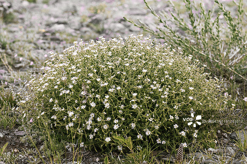 繁星花：野花的魅力图片素材