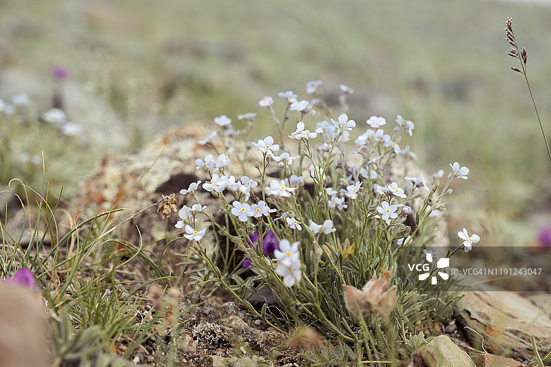 山坡上生长的精致蓝色花朵图片素材