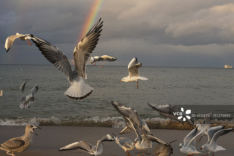 波兰索波特，暴风云、彩虹与海鸥图片素材