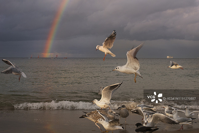 波兰索波特，暴风云、彩虹与海鸥图片素材