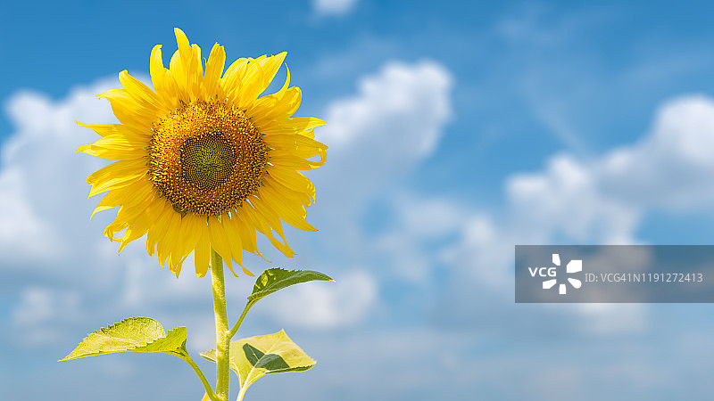 蓝天下的向日葵特写图片素材