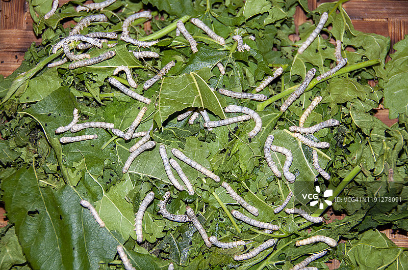 泰国北部，蚕在树叶上觅食图片素材