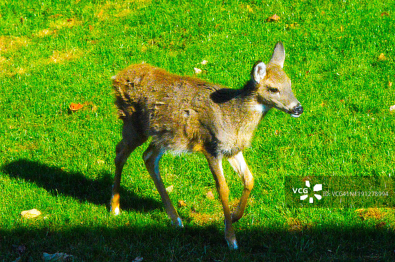 小尾白鹿图片素材