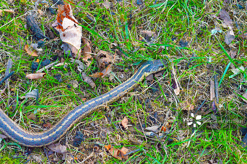 花纹蛇图片素材