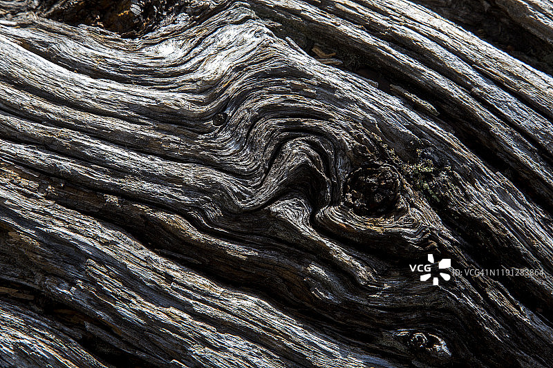 特写：腐烂的旧雪松木图片素材