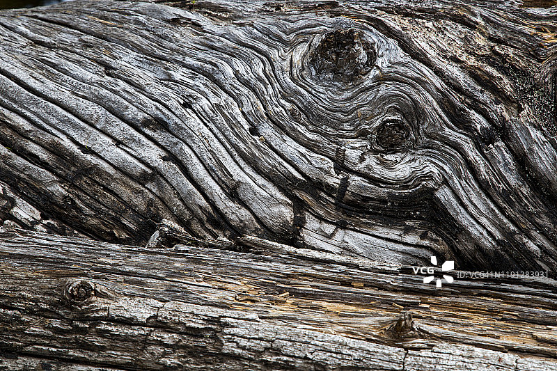 特写：腐烂的旧雪松木图片素材