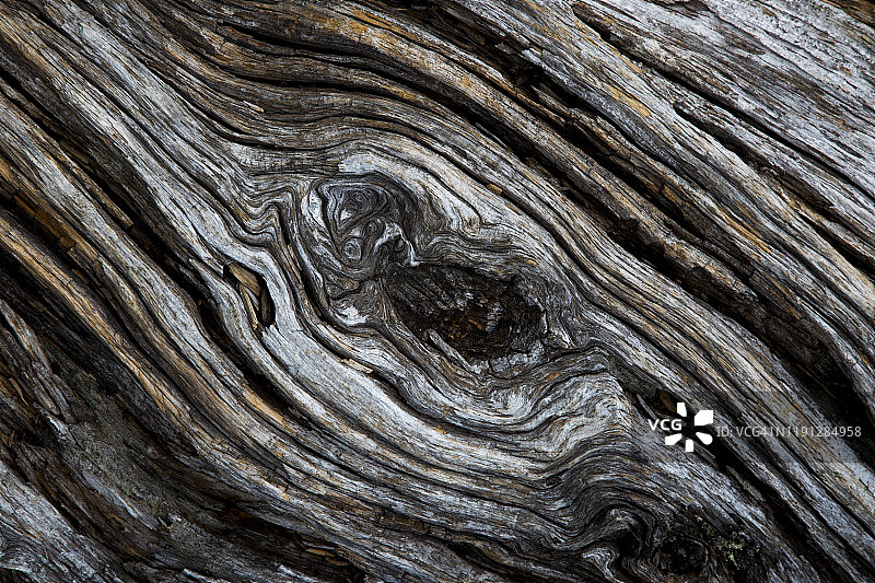 特写：腐烂的旧雪松木图片素材