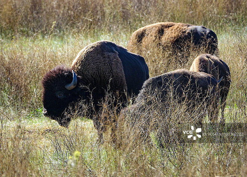 野牛群，卡斯特州立公园，黑山，南达科他州图片素材
