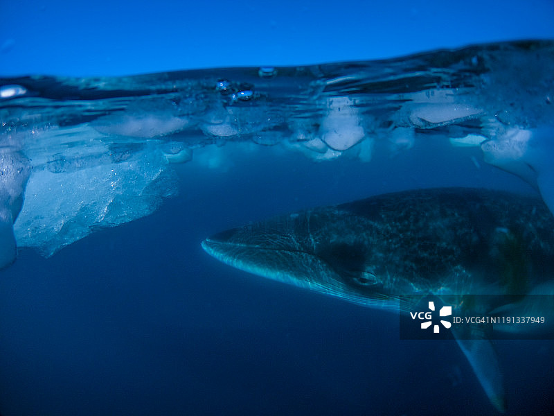 南极小须鲸图片素材