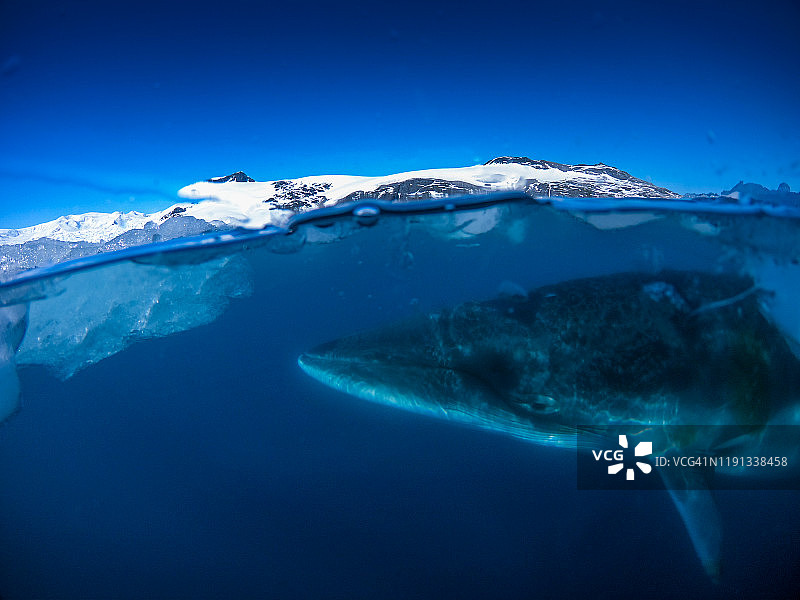 南极小须鲸图片素材