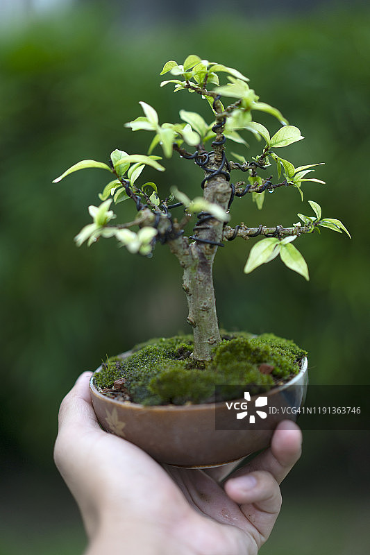 白色背景下日本枫树绿色树叶的微距摄影特写图片素材