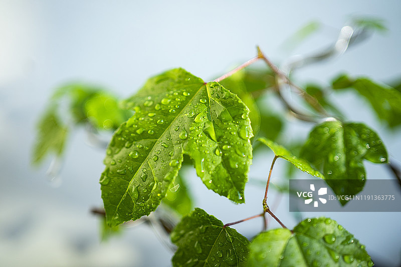 白色背景下日本枫树绿色树叶的微距摄影特写图片素材