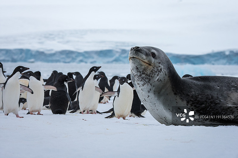 豹海豹图片素材