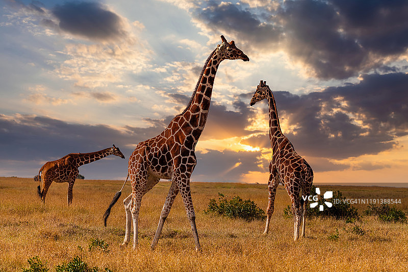 日落时分非洲稀树草原上的长颈鹿，肯尼亚马赛马拉图片素材