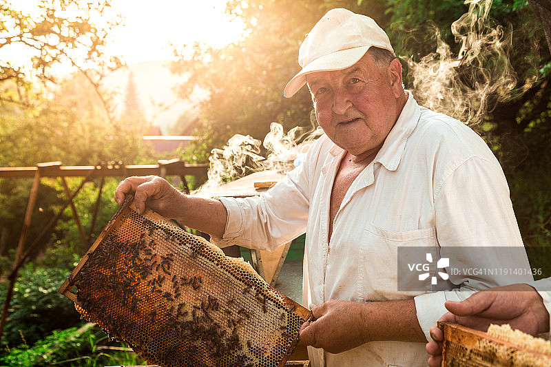养蜂人在户外采蜜图片素材