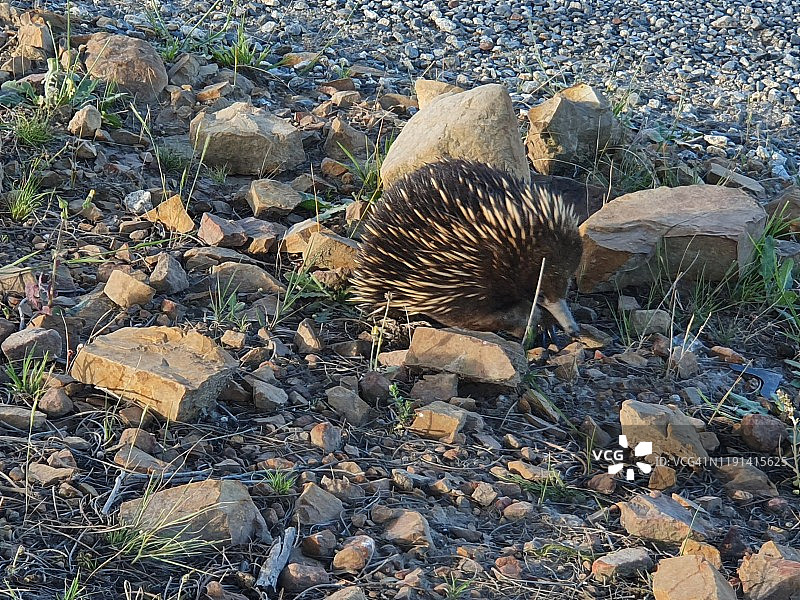 维多利亚州乡村地区的针鼹，澳大利亚图片素材