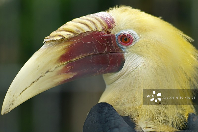 盔犀鸟图片素材