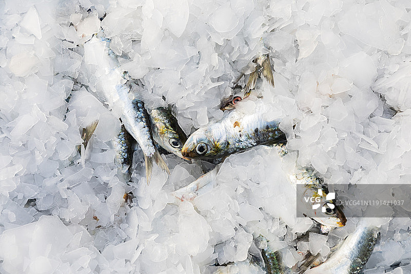 渔港新鲜捕获的沙丁鱼和冰块图片素材