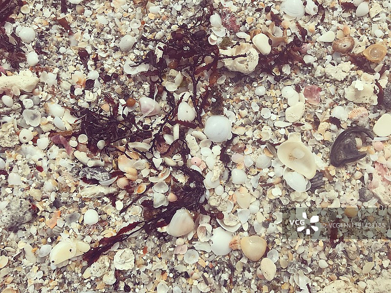 缠绕的海藻和小贝壳图片素材