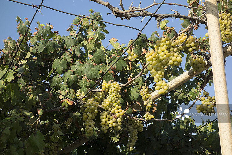 希腊葡萄藤图片素材