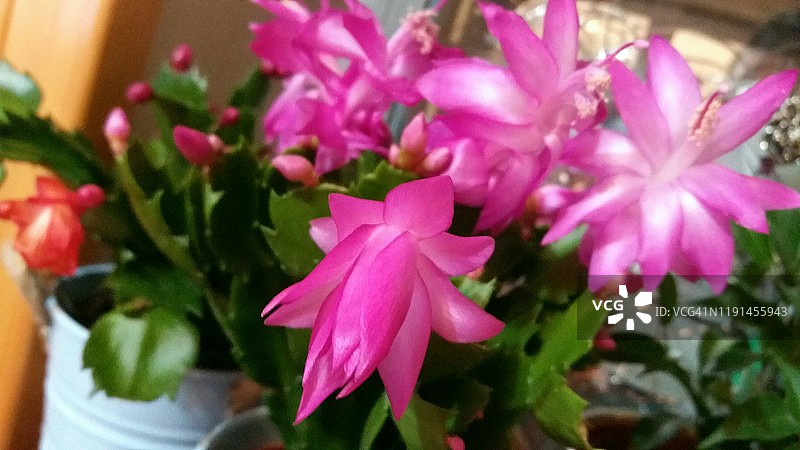 粉色圣诞仙人掌，感恩节仙人掌图片素材