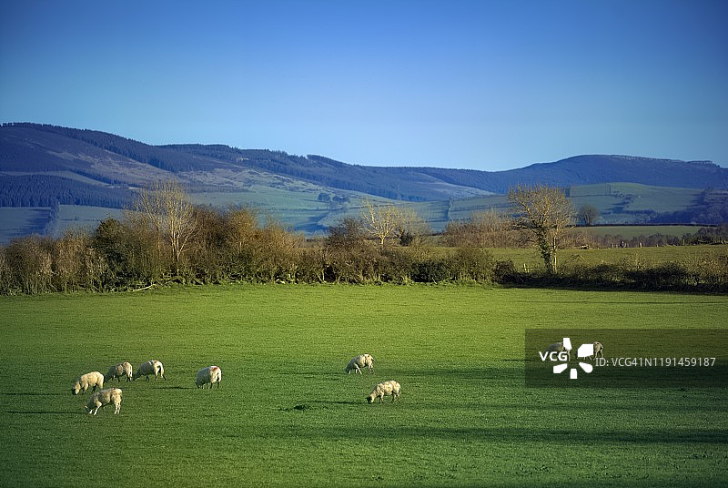 爱尔兰绵羊晴天吃草图片素材