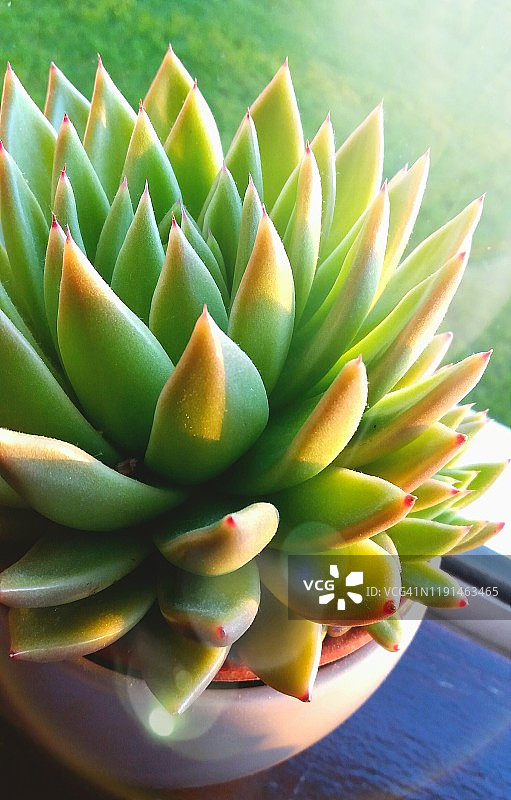 Echeveria agavoides，又称“口红石莲”多肉植物图片素材