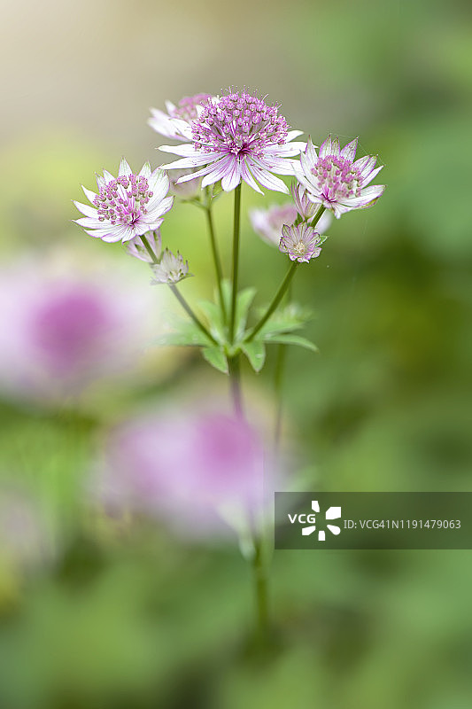 美丽的夏季花卉粉色大星芹花朵特写图片素材