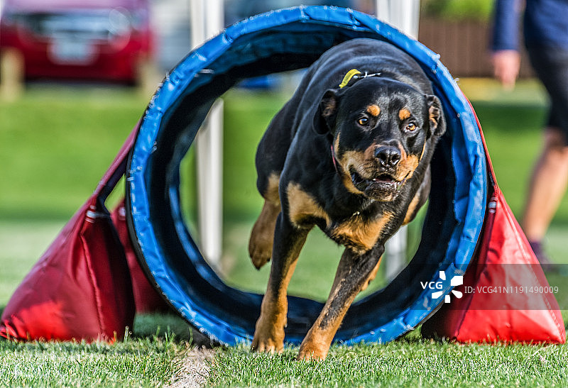 狗狗敏捷训练图片素材