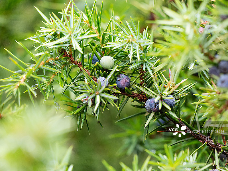 带有成熟蓝色浆果的杜松图片素材