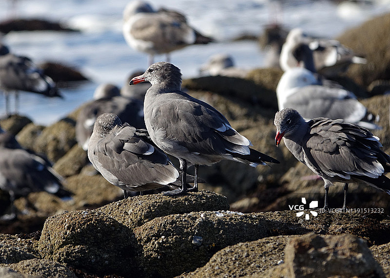 海鸥的特写，加利福尼亚州太平洋格罗夫的皮诺斯角图片素材