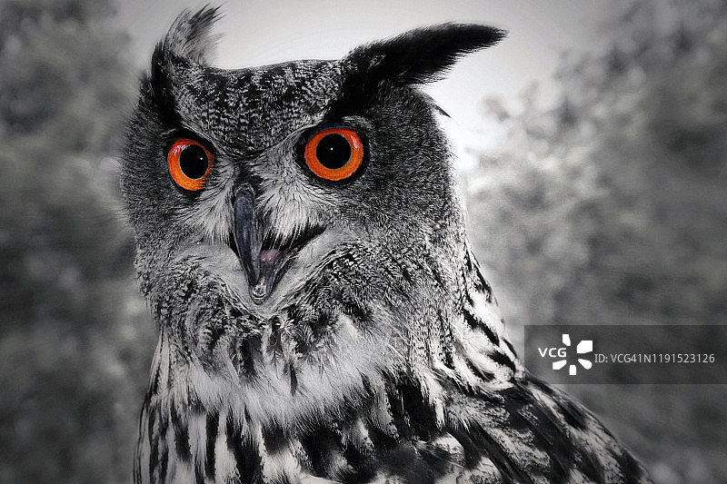 橙色眼睛的猫头鹰图片素材