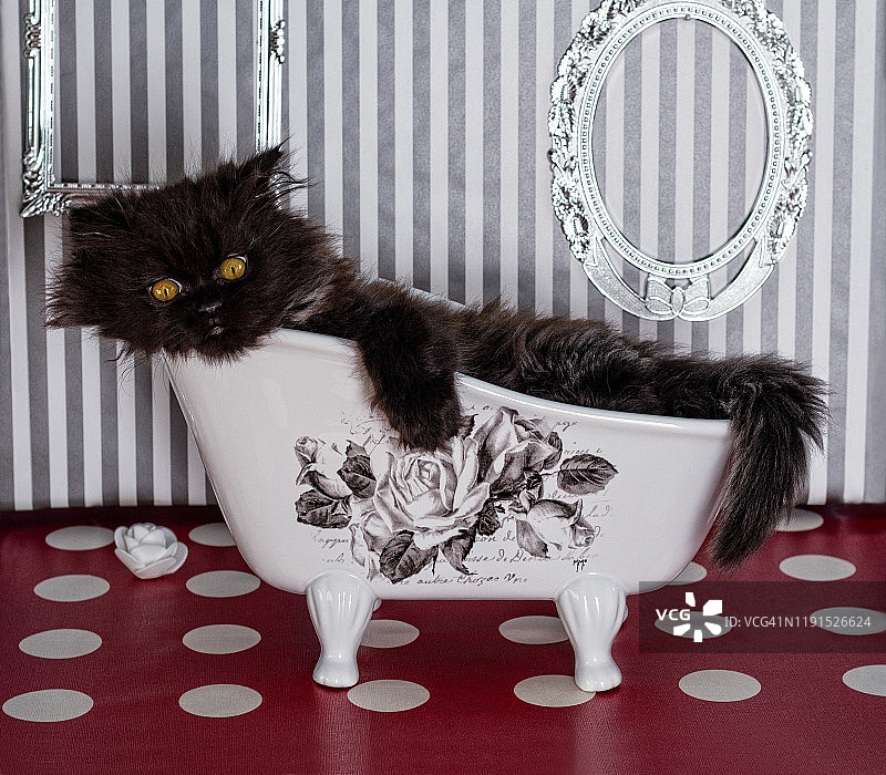 小浴缸里的小猫图片素材