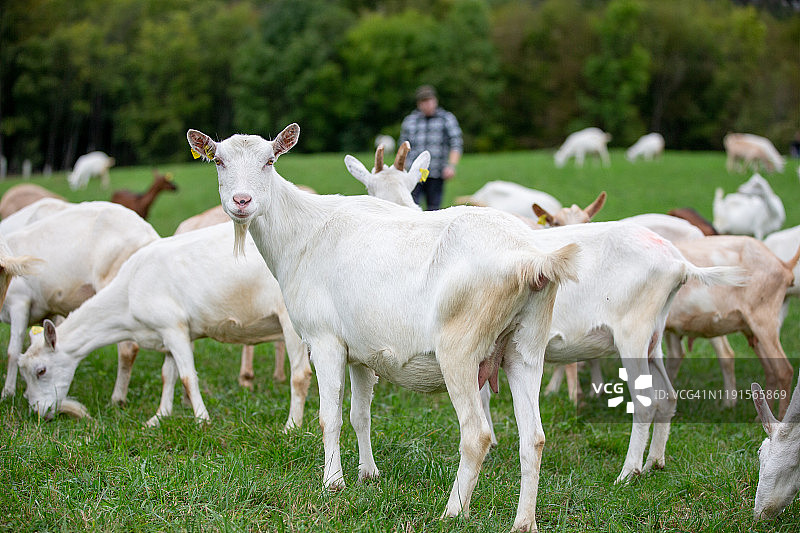 快乐的山羊在森林前鲜绿色的草地上吃草 - 库存照片图片素材