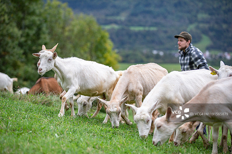 在牧场上享受喂食的健康山羊与年轻农夫——库存照片图片素材