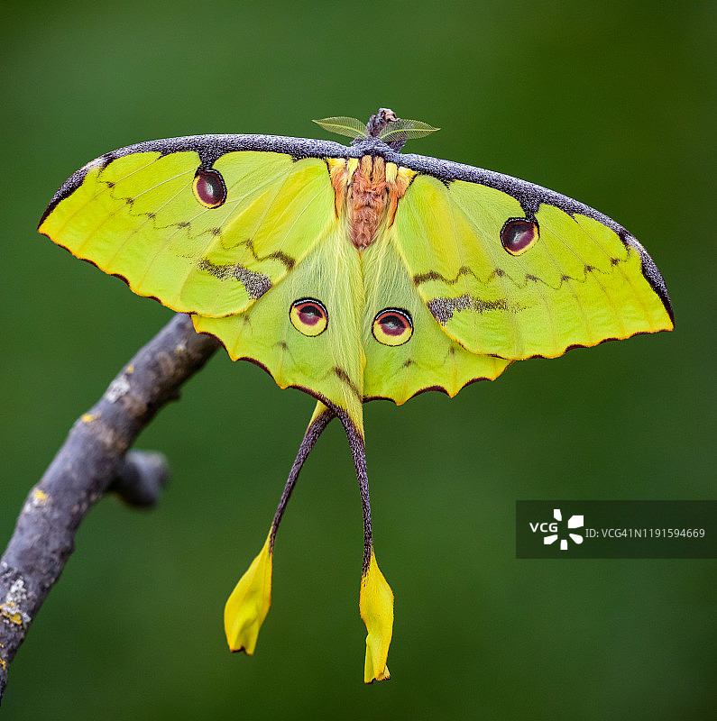 非洲月亮蚕蛾图片素材