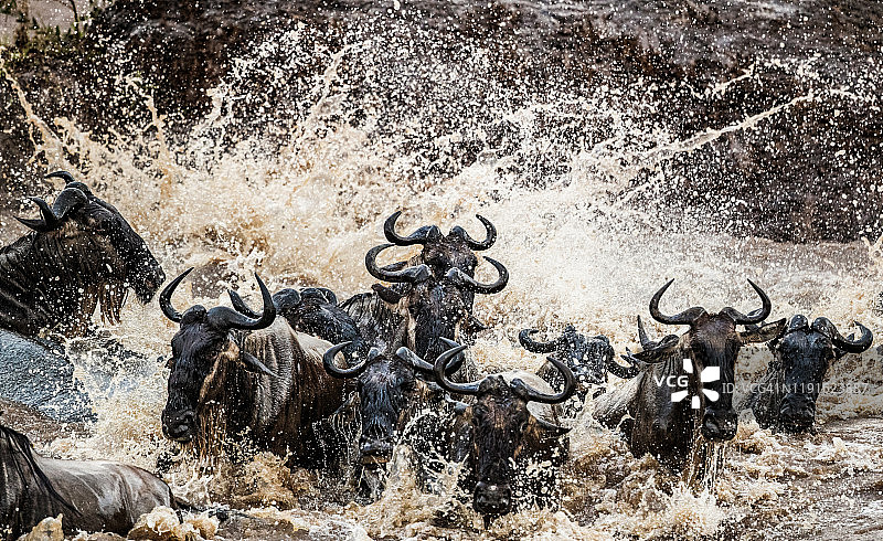 角马迁徙过马拉河图片素材
