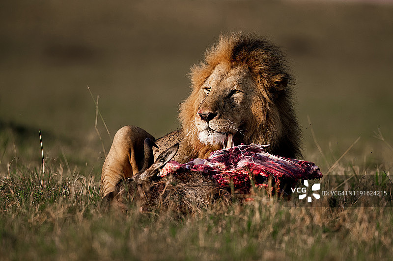 雄狮在野外进食图片素材
