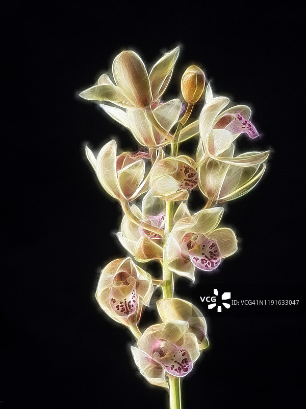 兰花枝（虎头兰属）图片素材