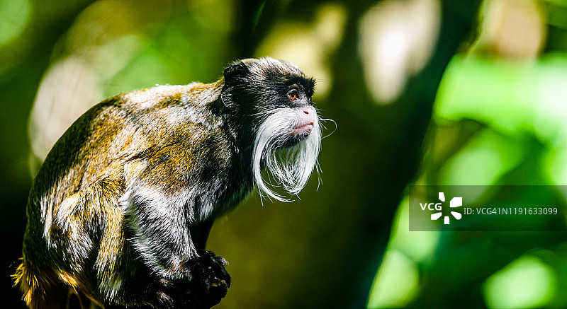 澳大利亚珀斯的帝王绢毛猴图片素材