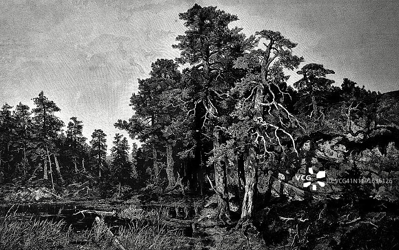 湖畔森林图片素材