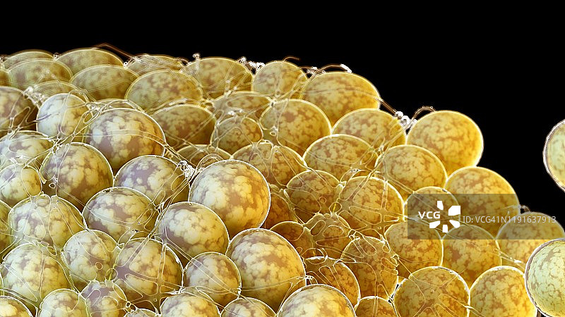 脂肪细胞图图片素材